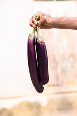 Wall Mural - Fresh organic vegetables Brinjal on hand holding with Shallow depth of field