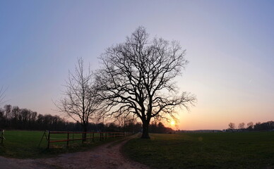 Poster - Eiche mit Abendhimmel