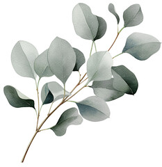 Wall Mural - Watercolor eucalyptus branch, bouquet of leaves. Realistic botanical herbal illustration for wedding, greeting card or invitation. Artisitc painted green floral composition isolated on transparent bac
