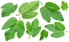 Collection Of Green Fig Leaves Isolated On White Background.