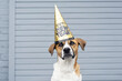 Cute dog wearing Happy New Year party hat.