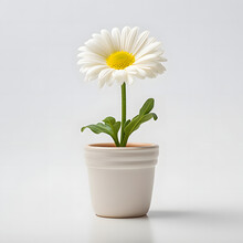 Daisy Flower In Pot