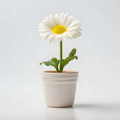 daisy flower in pot