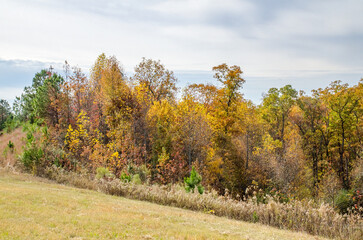 Wall Mural - autumn in the forest