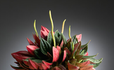 Canvas Print - Peperomia Caperata Rosso plant over dark background. Growing plant in a pot close up. Beautiful houseplant, macro shot