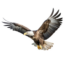 Bald Eagle In Flight On White Background