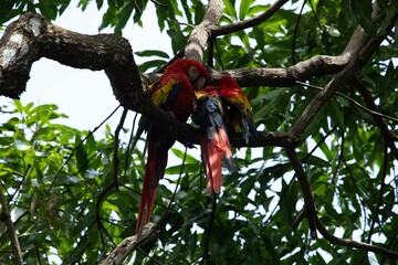 close-up shot of two ara parrots sitting on a branch