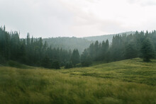 Hazy Trees And Meadow In The Valles Caldera National Preserve, New Mexico