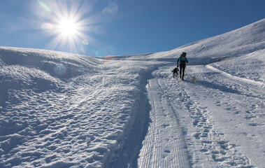 Wall Mural - sportif en train d'escalader une montagne à pieds avec ses chiens dans la neige en hiver