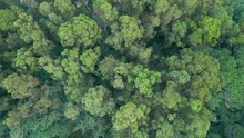 Evergreen Trees In Forest Valley With Rocky River In Portugal. Aerial Topdown Shot