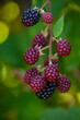 Ripe and unripe blackberries on the bush. Blackberries on the bush in various stages of ripeness.