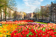 Dutch spring city scenery with canal and tulips, Amsterdam, Netherlands