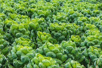 Wall Mural - Brussel Sprouts growing in a field near the Cotswold village of Bourton on the Hill Gloucestershire, England UK