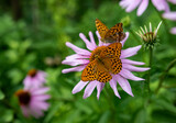 Fototapeta Storczyk - motyle na kwiatku