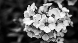 Fototapeta Storczyk - czarno - białe kwiaty