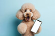 Shocked poodle holding smartphone with white mockup screen on solid color background. ai generative