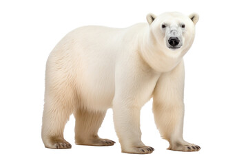 A polar bear isolated on a transparent background.