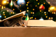 Beautiful small scottish straight kitten play and looking for gift on christmas tree background .