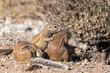 Ground squirrels cuddling in the midday sun in Namibia, Africa