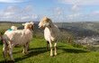 Sheep and lamb in Brecon Beacons National Park in Wales, UK