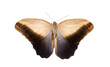 Big butterfly Caligo memnon