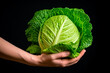 Head of round cabbage on a black background in hands. Woman holding a fresh and green cabbage head