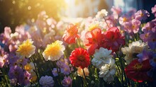  Colorful Beautiful Multicolored Flowers Zínnia Spring Summer In Sunny Garden In Sunlight On Nature Outdoors 