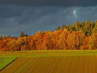 Wall Mural - Herbstlicher Wald