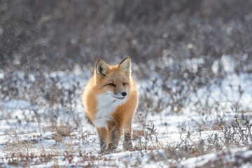 Wall Mural - Red fox searching for food