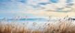In the stunning landscape of Seewinkel National Park in Burgenland Austria lies Lake Neusiedl a breathtaking body of water surrounded by reed covered shores
