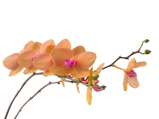 Wall Mural - Unusual orange flowers of Phalaenopsis orchid, moth orchid, butterfly, anggrek bulan or moon orchid. Cut out and isolated.