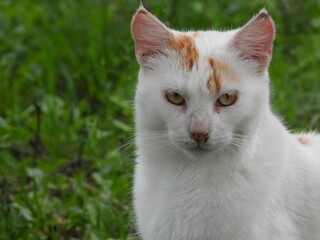 Portrait of a white cat standing outdoors on a grassy lawn