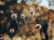Selective focus of frozen dandelions autumn landscape blurred background