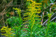 Canadian goldenrod or Solidago canadensis. It has antispasmodic, diuretic and anti-inflammatory effects.