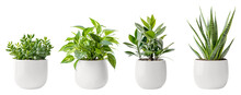 Jade Plant, Pothos, Snake Plant And  Ficus And In A White Flower Pot. House Plants.
