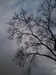 Canvas Print - Leafless tree branches against gray cloudy sky in the evening, vertical shot