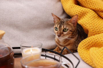 Wall Mural - Cute Bengal cat lying near tray with tea on sofa at home. Adorable pet