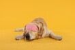 Cute Labrador Retriever with sleep mask resting on yellow background