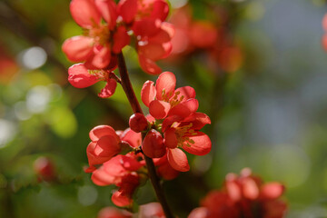 Wall Mural - close-up of blossom of japanese quince or chaenomeles japonica tree in springtime.