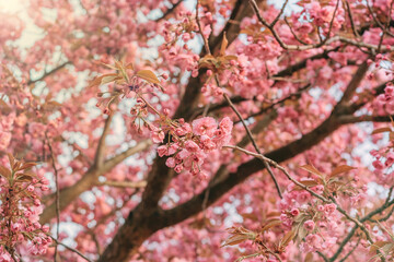 Wall Mural - pink flowers of blooming sakura closeup, can be used as natural spring background.