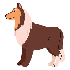 Wall Mural - dog breed collie