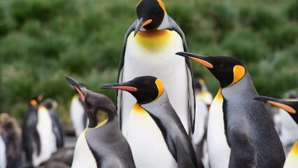 Wall Mural - King Penguins on the beach at Salisbury Plane in South Georgia