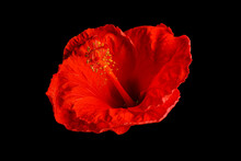 Beautiful Red Hibiscus Flower On Black Background