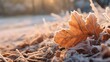 Close up of a brown autumn leaf with frost 