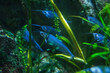 aquarium with fish