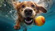 Image of a dog submerged underwater.