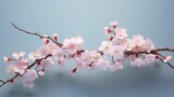 Fototapeta Mapy - Image of a blossoming cherry blossom branch, delicate pink flowers.