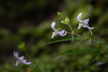 Argostemma lobbii Hook. f. (Rubiaceae) 