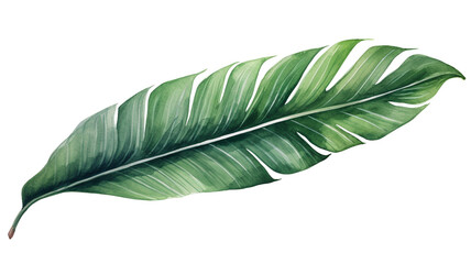 Wall Mural - Watercolor painting of green palm leaves isolated on white background