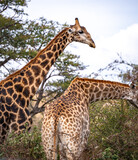 Fototapeta Zwierzęta - Wild Giraffe close ups in Kruger National Park, South Africa